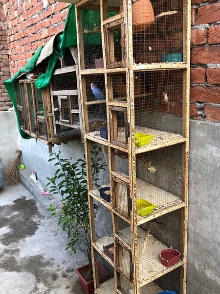 lovebird cocktail hens parrot chicks finch cage for sale 0