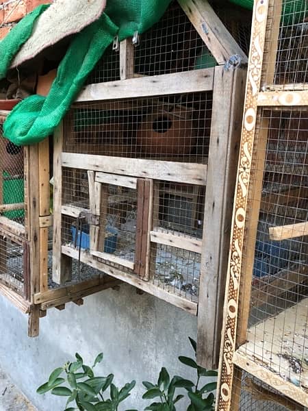 lovebird cocktail hens parrot chicks finch cage for sale 2