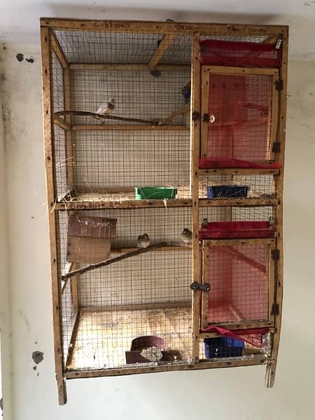 lovebird cocktail hens parrot chicks finch cage for sale 3