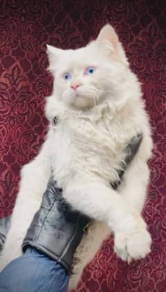 blue eyes triple coated male for sale ( ‪+92 370 4678376‬ )