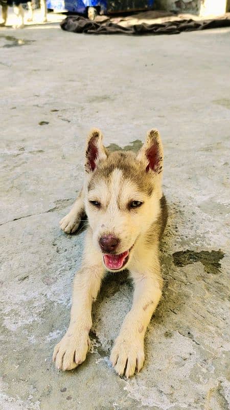 Husky 3