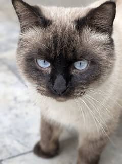 Stunning Siamese Male Cat for Sale – 1.5 Years Old