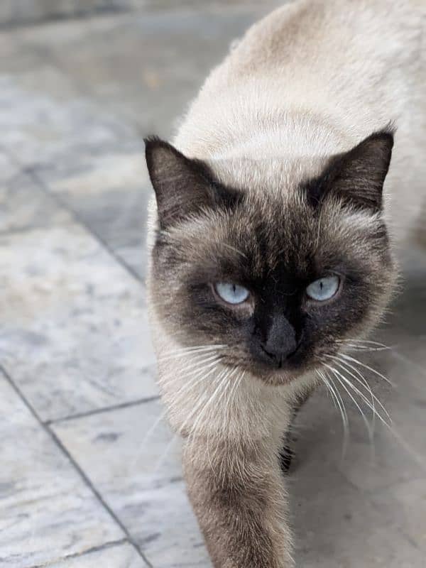 Stunning Siamese Male Cat for Sale – 1.5 Years Old 1