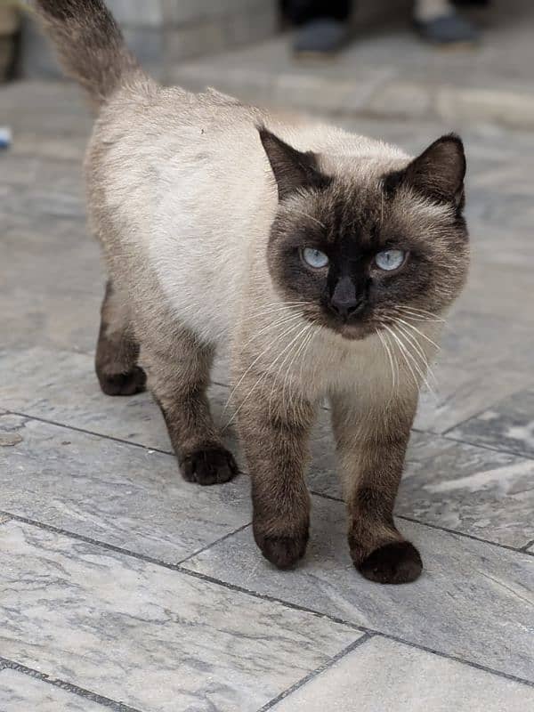 Stunning Siamese Male Cat for Sale – 1.5 Years Old 2