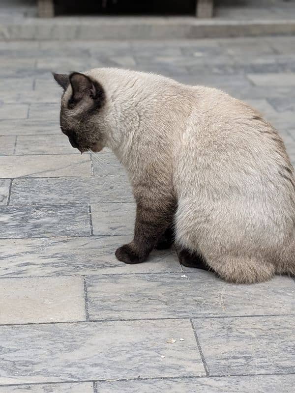 Stunning Siamese Male Cat for Sale – 1.5 Years Old 4