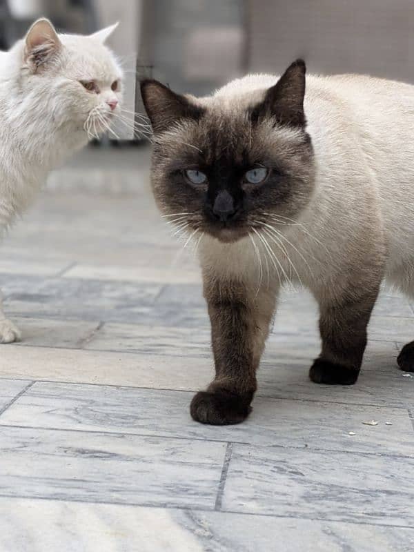 Stunning Siamese Male Cat for Sale – 1.5 Years Old 5