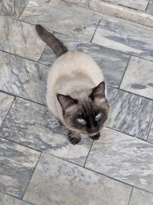 Stunning Siamese Male Cat for Sale – 1.5 Years Old 6