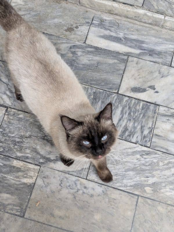 Stunning Siamese Male Cat for Sale – 1.5 Years Old 7