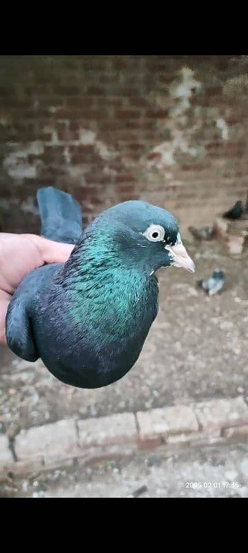 Indian Surkha breeder pair with 2 chicks 0