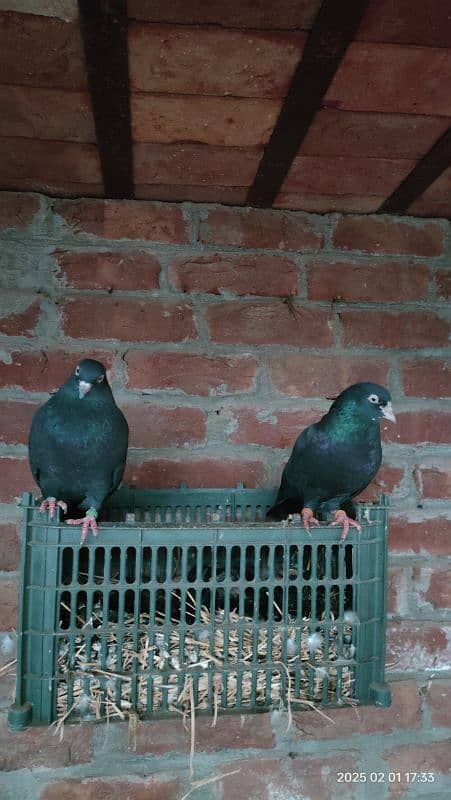 Indian Surkha breeder pair with 2 chicks 3