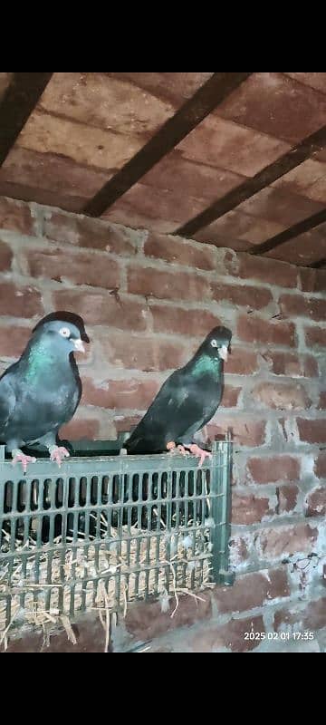 Indian Surkha breeder pair with 2 chicks 4