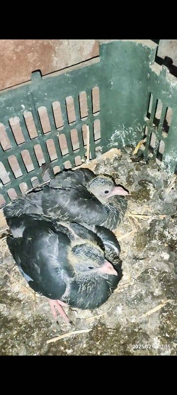 Indian Surkha breeder pair with 2 chicks 5