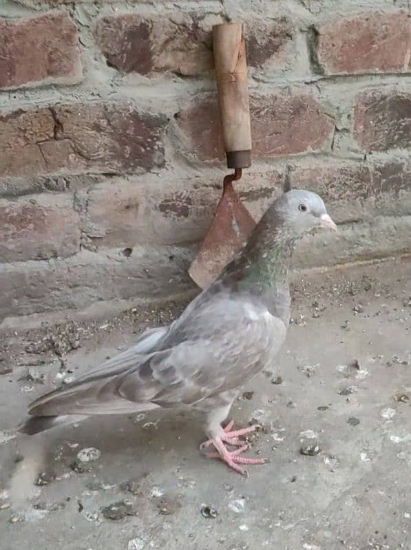 Indian Surkha breeder pair with 2 chicks 6