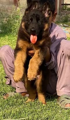 German Shepherd