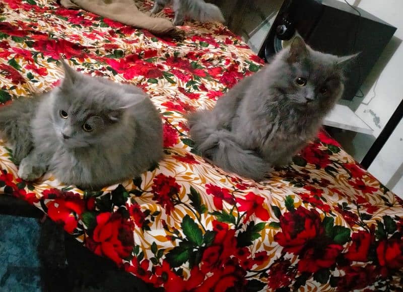 Persian triple coat 3