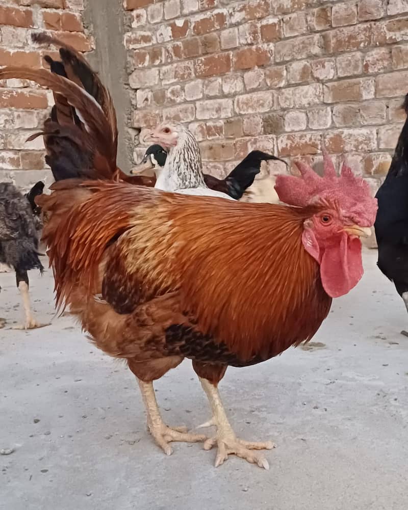 3 Desi Murghy/Roosters for sale 0