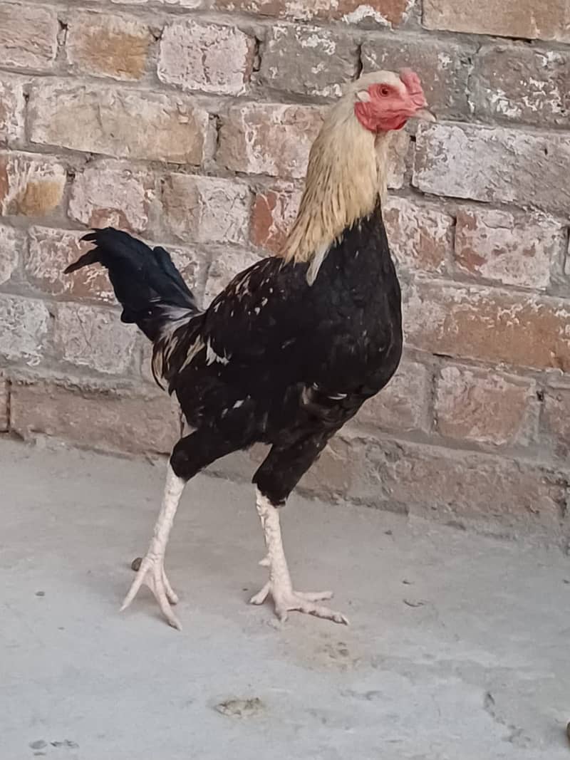 3 Desi Murghy/Roosters for sale 1