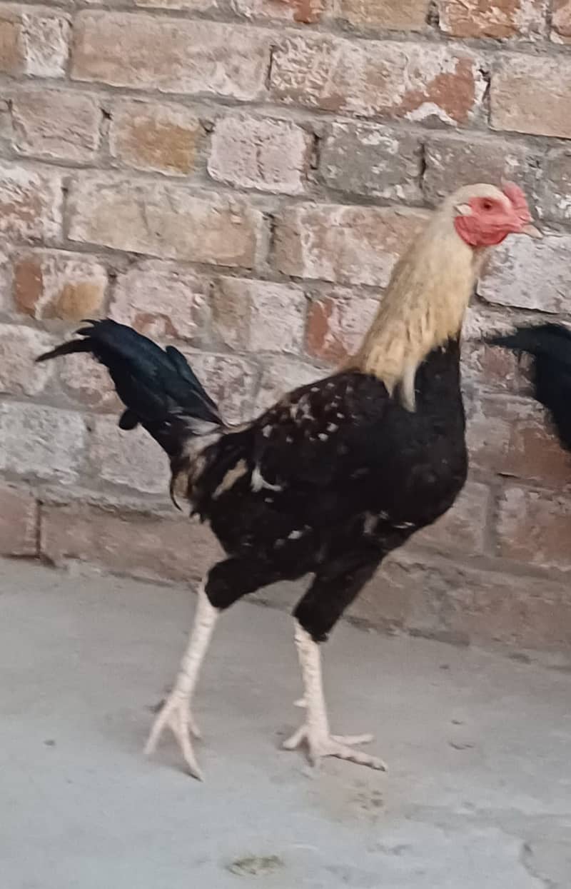 3 Desi Murghy/Roosters for sale 2