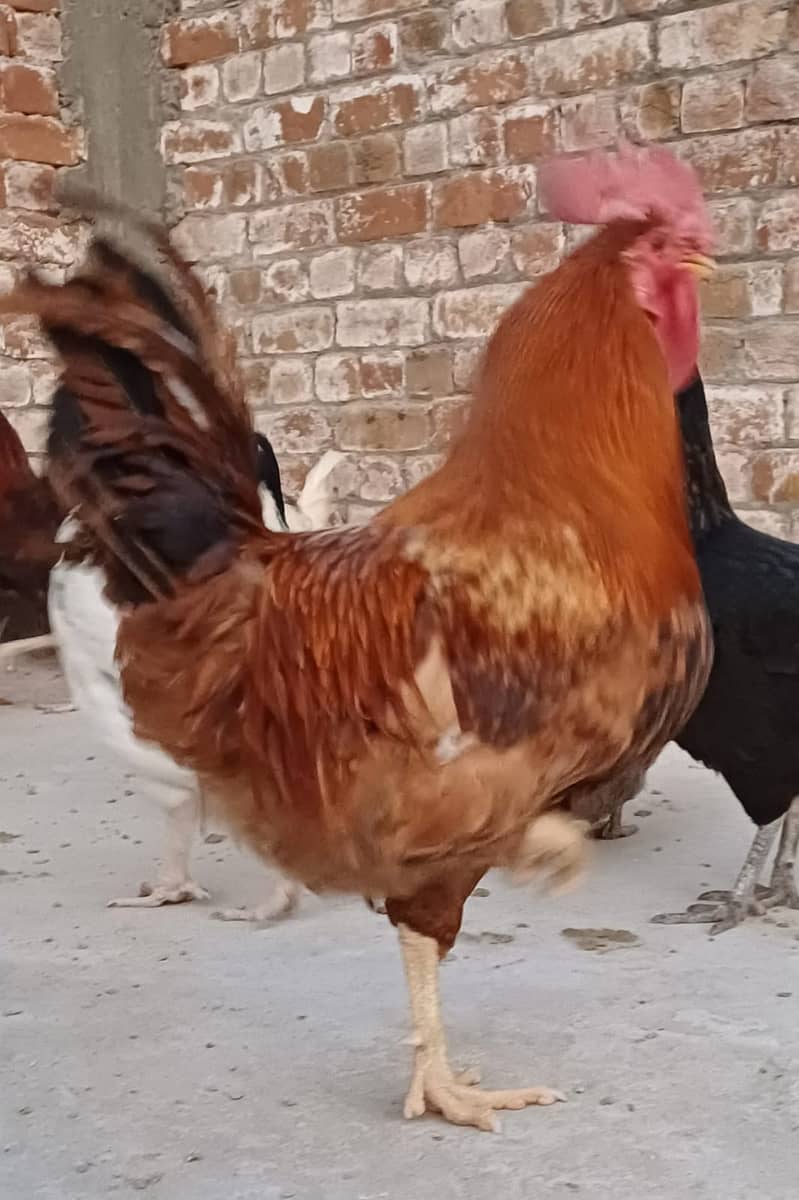 3 Desi Murghy/Roosters for sale 3