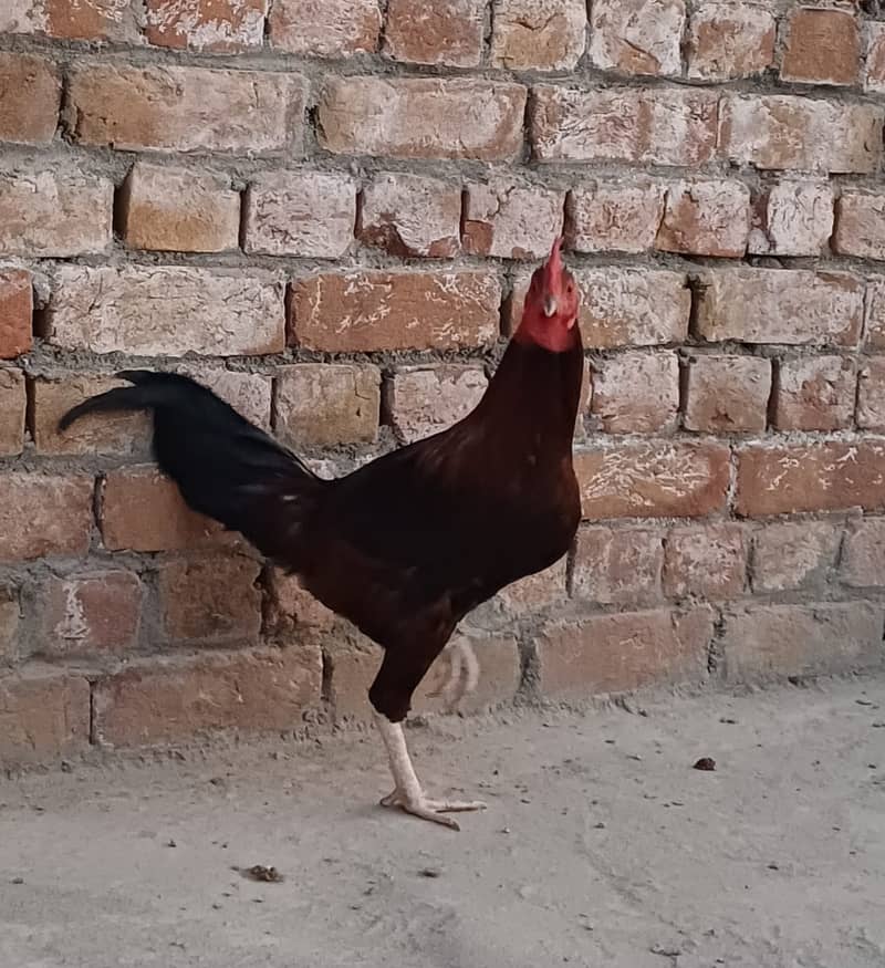 3 Desi Murghy/Roosters for sale 4