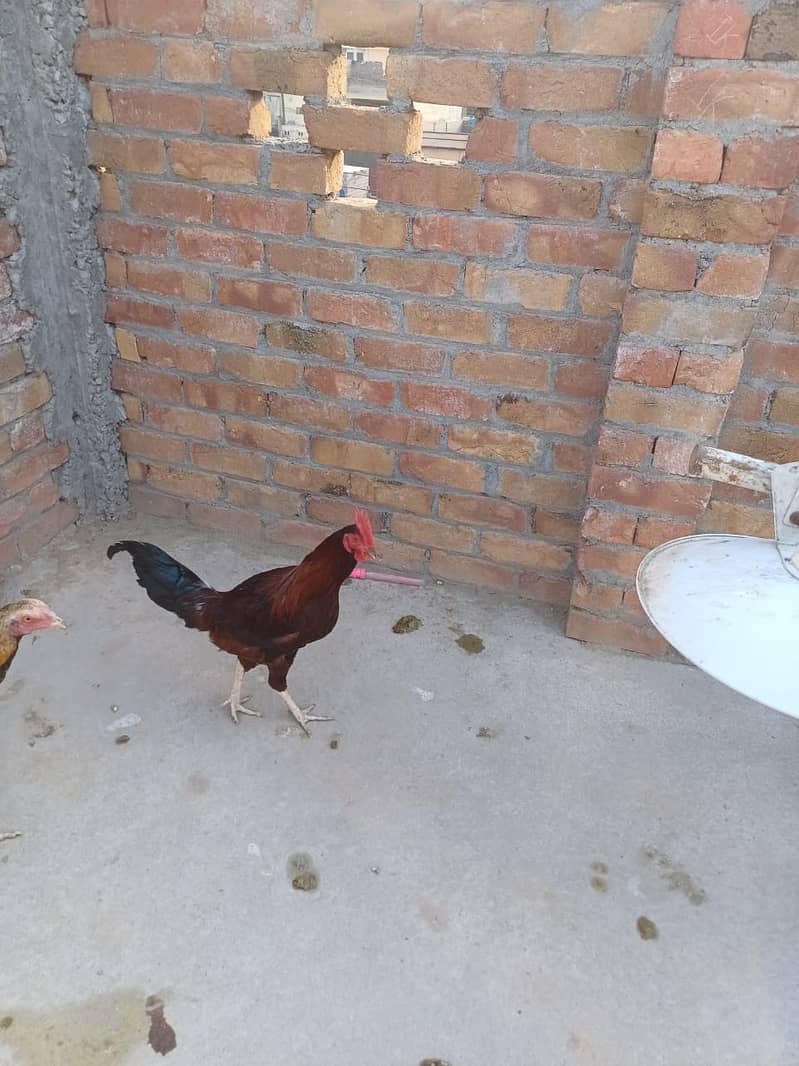 3 Desi Murghy/Roosters for sale 5