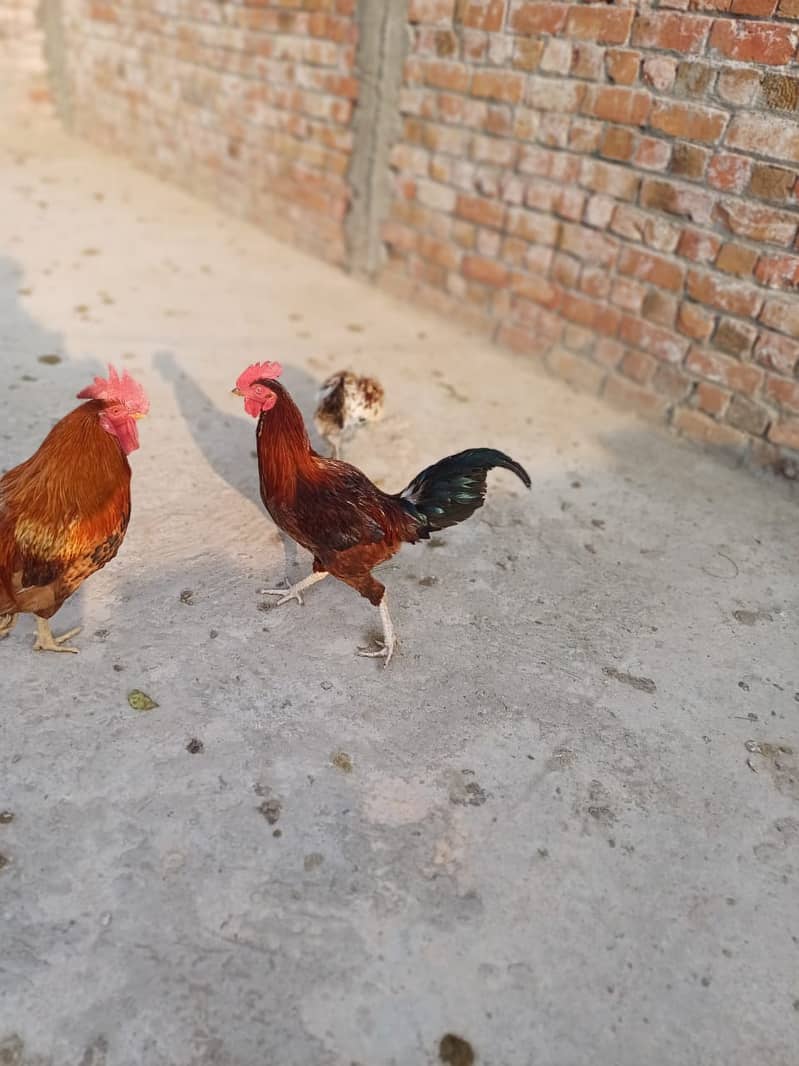 3 Desi Murghy/Roosters for sale 6