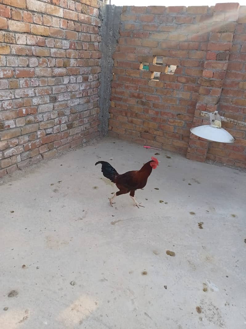 3 Desi Murghy/Roosters for sale 7