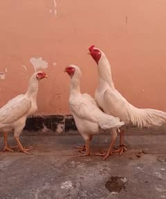 OShamo chiks, white shamo, Shamo chiks