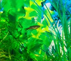 Albino and Yellow Top Zebra Danios and Plants