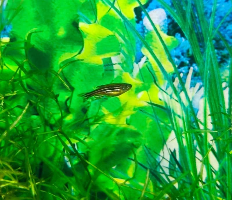 Albino and Yellow Top Zebra Danios and Live Plants 0