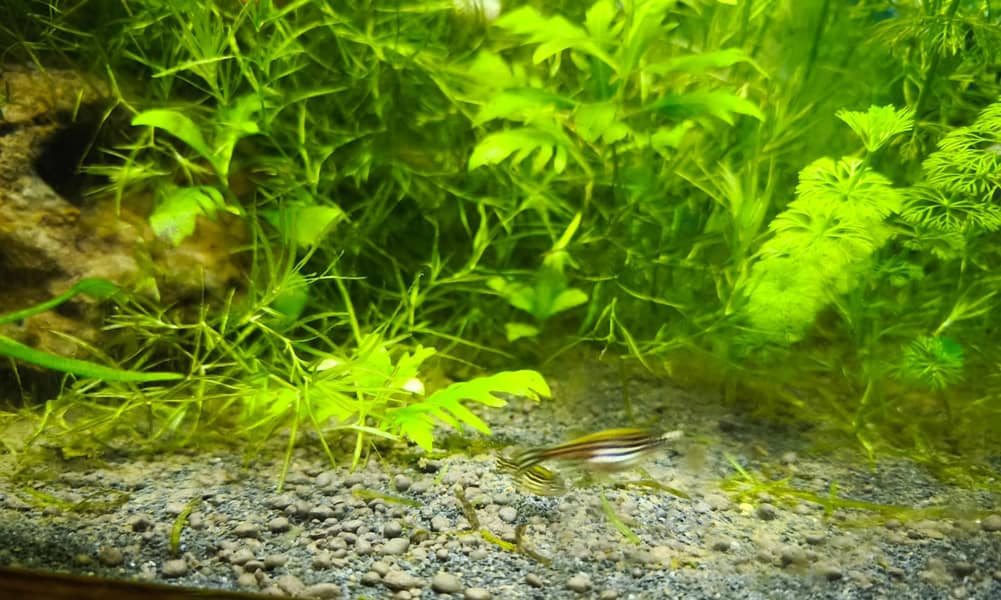 Albino and Yellow Top Zebra Danios and Live Plants 1