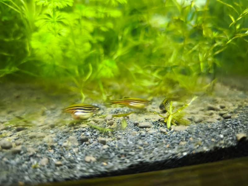 Albino and Yellow Top Zebra Danios and Live Plants 3