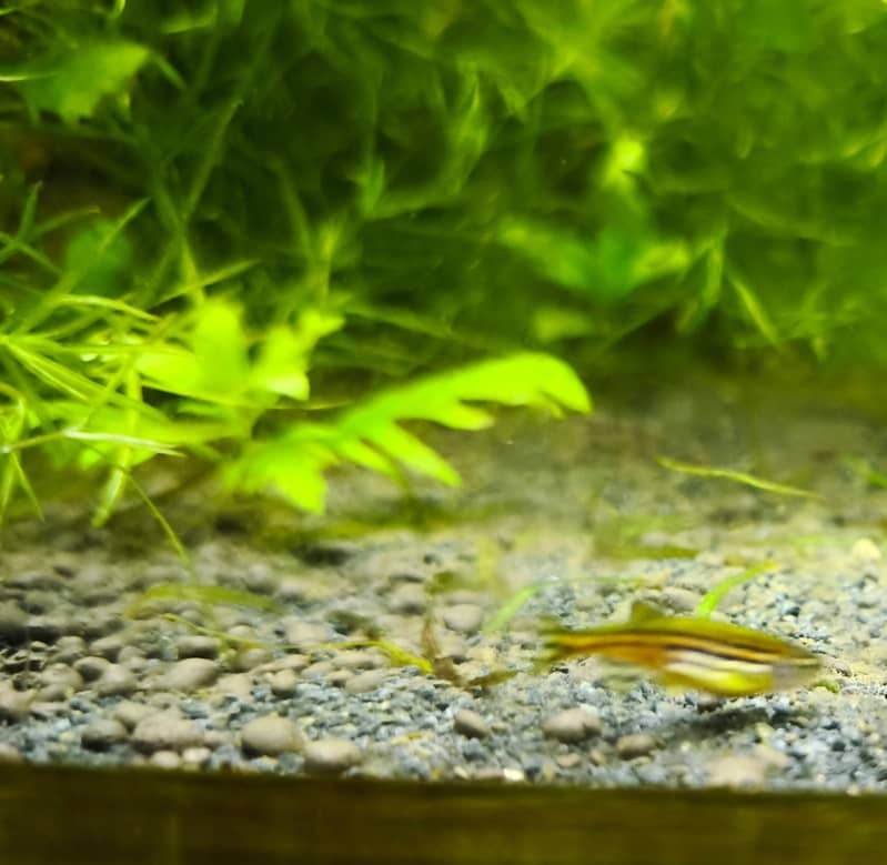 Albino and Yellow Top Zebra Danios and Live Plants 4