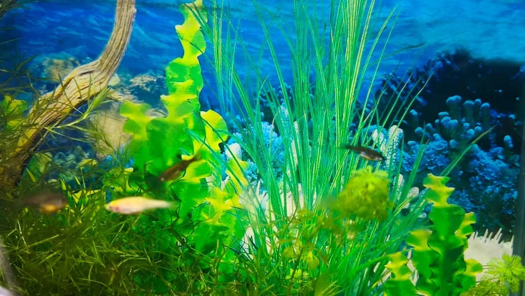 Albino and Yellow Top Zebra Danios and Live Plants 5