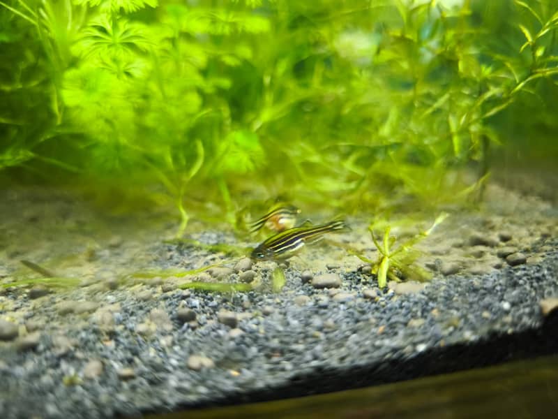 Albino and Yellow Top Zebra Danios and Live Plants 6