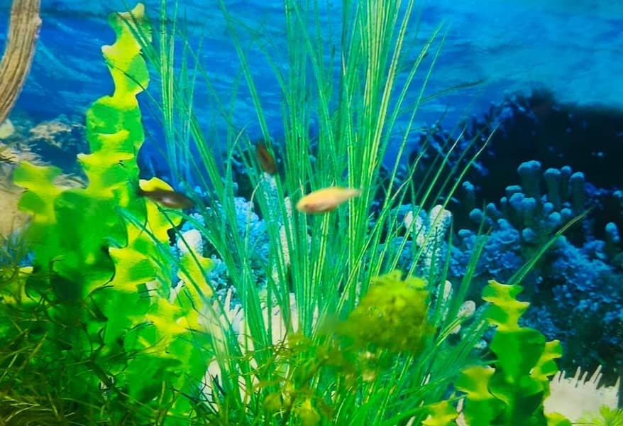 Albino and Yellow Top Zebra Danios and Live Plants 7