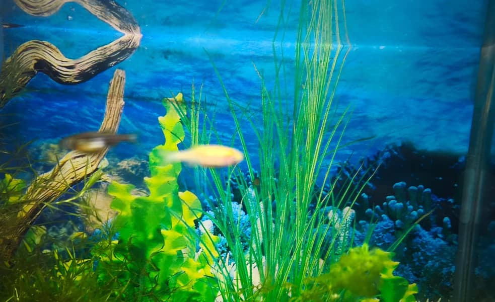 Albino and Yellow Top Zebra Danios and Live Plants 8