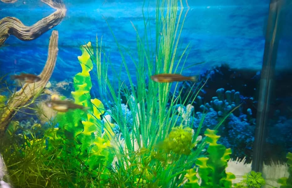 Albino and Yellow Top Zebra Danios and Live Plants 9