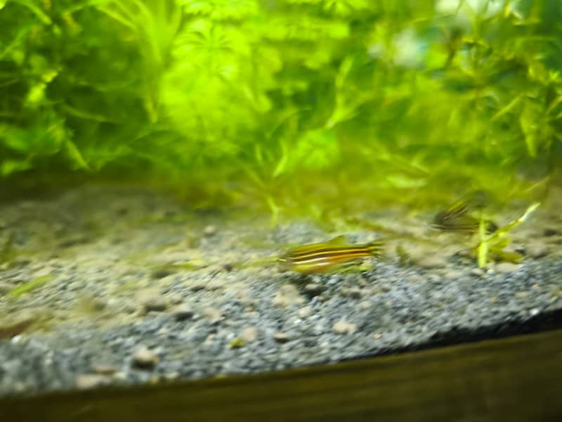 Albino and Yellow Top Zebra Danios and Live Plants 10