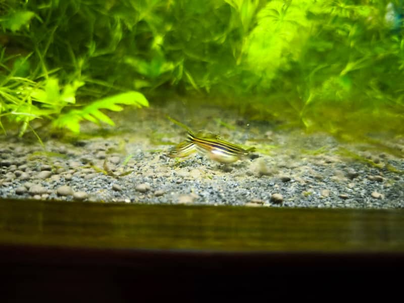 Albino and Yellow Top Zebra Danios and Live Plants 11