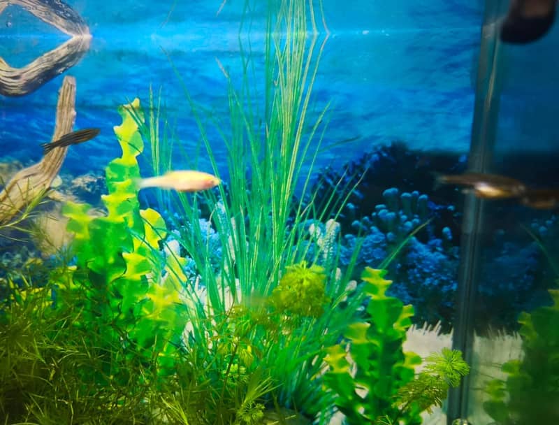 Albino and Yellow Top Zebra Danios and Live Plants 12