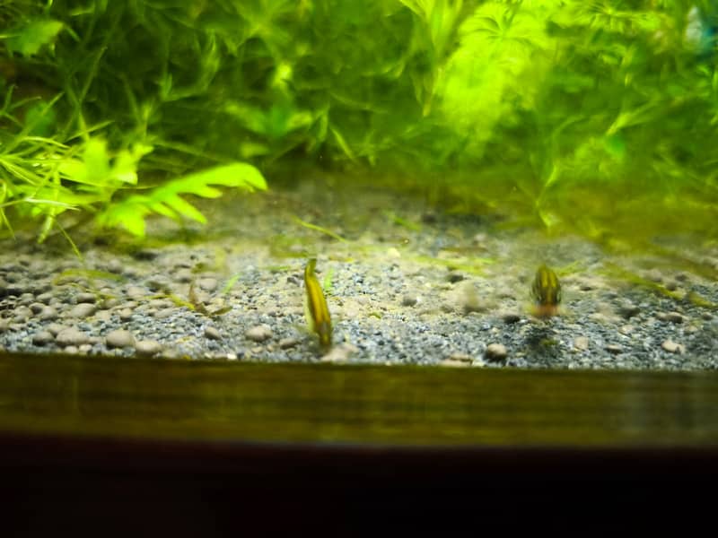 Albino and Yellow Top Zebra Danios and Live Plants 13