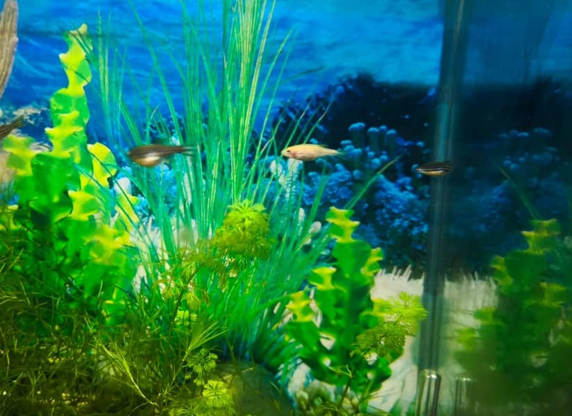 Albino and Yellow Top Zebra Danios and Live Plants 14