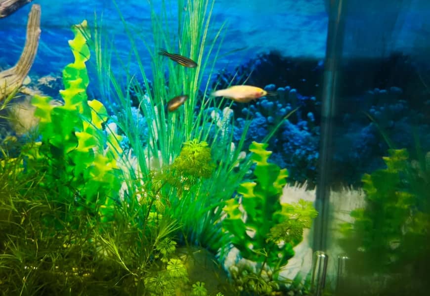 Albino and Yellow Top Zebra Danios and Live Plants 15