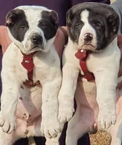 alabai security Dog 2 month pair for sale heavy bone