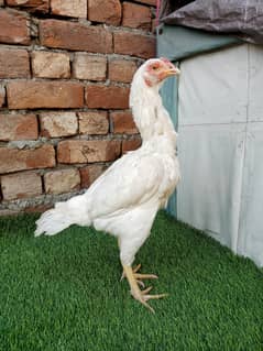 pure thai aseel pair/white paper heera/aseel hen/high quality chicks