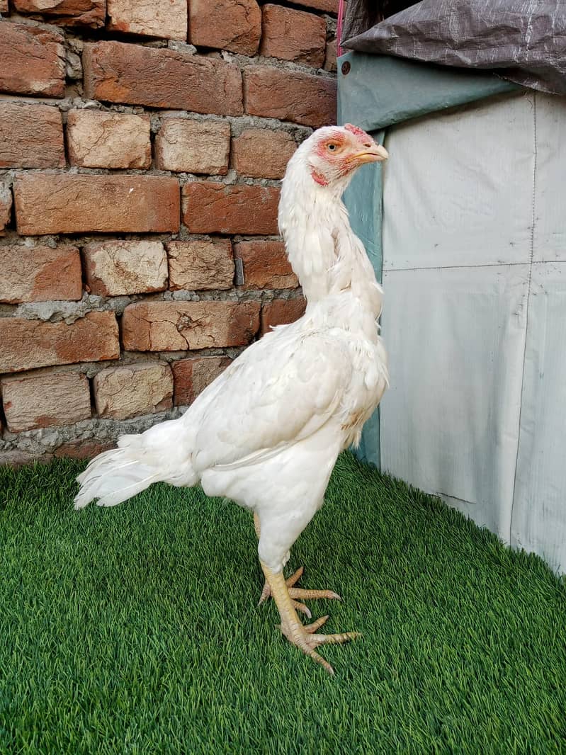 pure thai aseel pair/white paper heera/aseel hen/high quality chicks 0