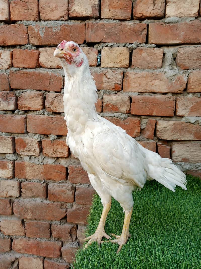 pure thai aseel pair/white paper heera/aseel hen/high quality chicks 9