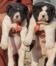 alabai security Dog 2 month pair for sale heavy bone