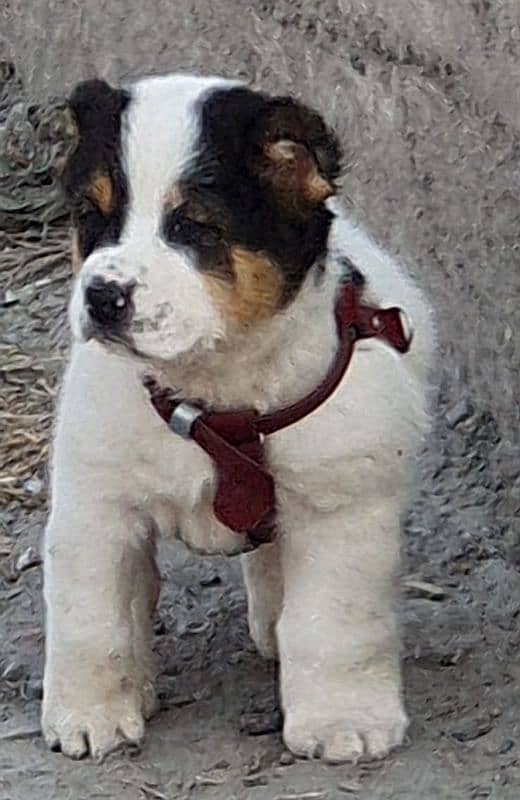 alabai security Dog 2 month male for sale heavy bone 0